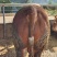 育肥肉牛，公牛母牛出肉率高、油少、出肉率高到50%以上、
