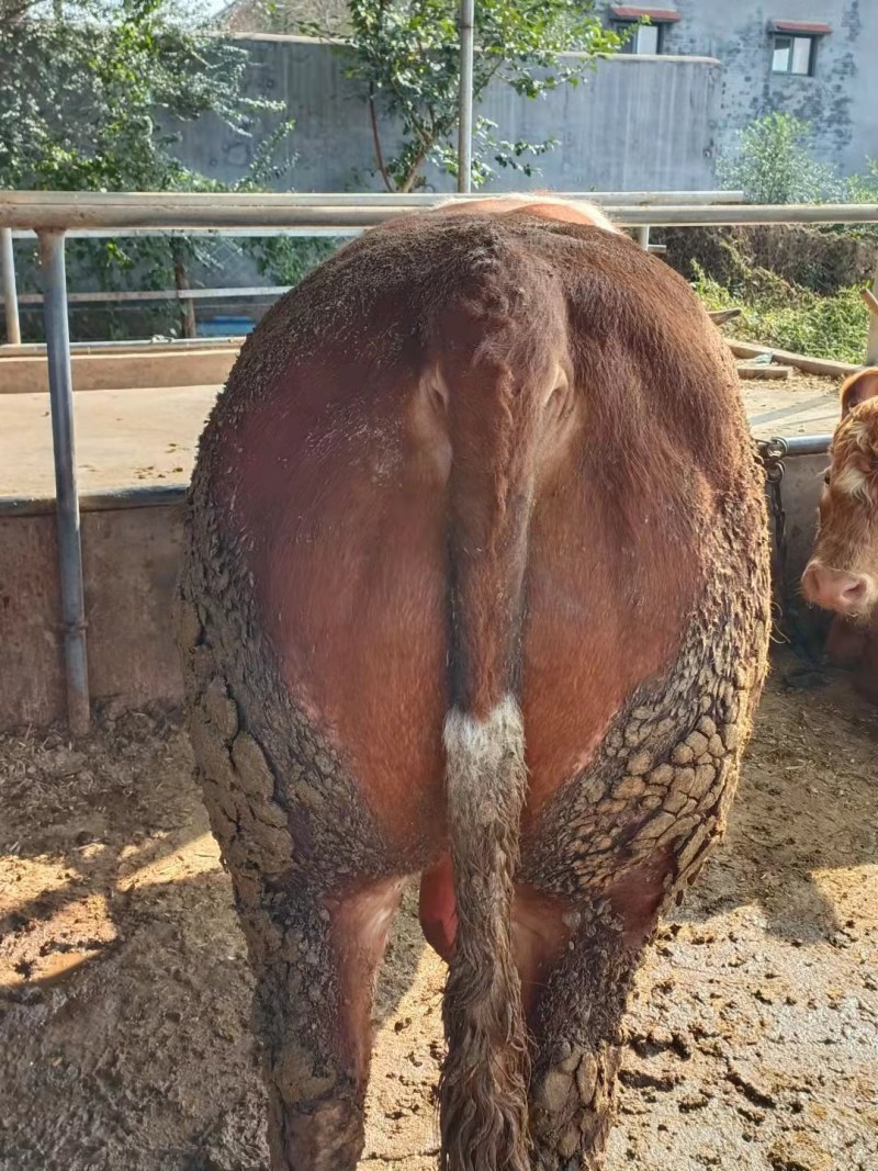 育肥肉牛，公牛母牛出肉率高、油少、出肉率高到50%以上、