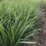 精品头茬宽叶韭菜