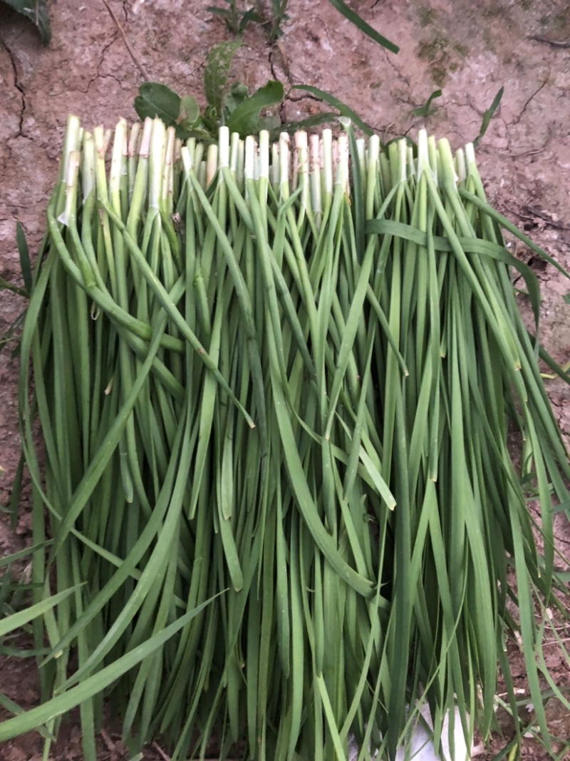 精品头茬宽叶韭菜