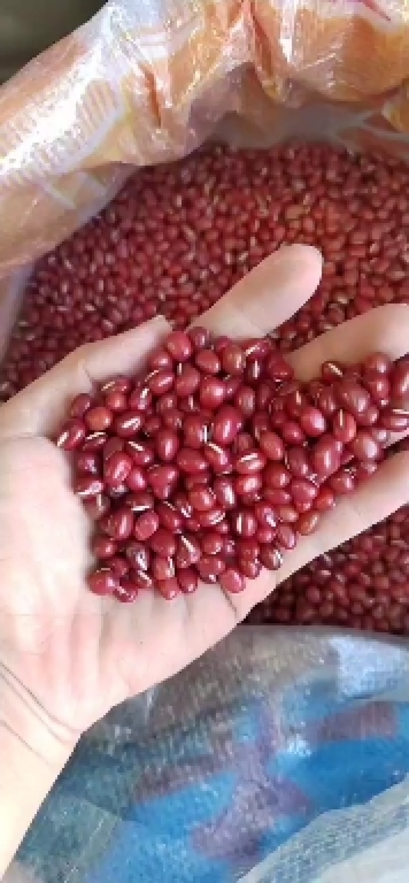 红豆，红小豆，珍珠红，农安红，食品级红小豆。