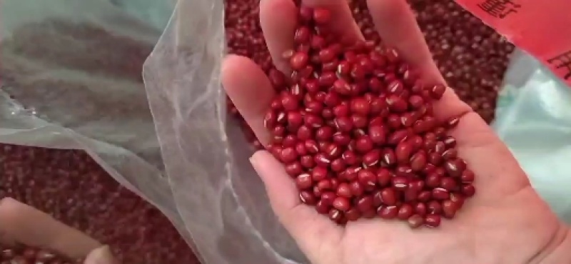 红豆，红小豆，珍珠红，农安红，食品级红小豆。