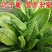 进口将军菊苣种子大叶菊苣多年生四季牧草种子猪牛羊鸡鸭鹅鱼
