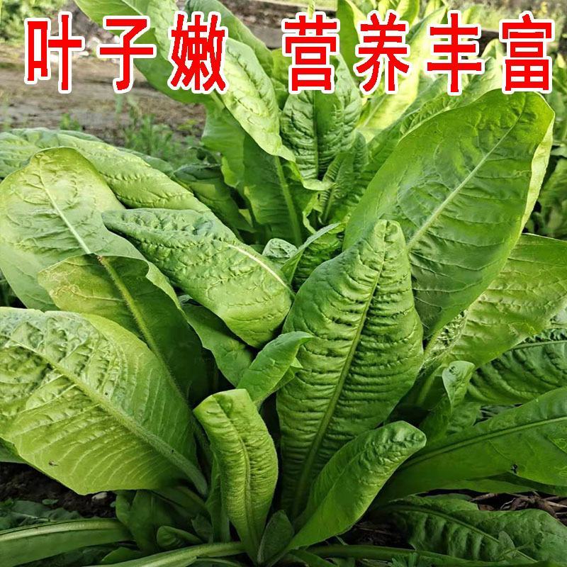 进口将军菊苣种子大叶菊苣多年生四季牧草种子猪牛羊鸡鸭鹅鱼