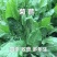 进口将军菊苣种子大叶菊苣多年生四季牧草种子猪牛羊鸡鸭鹅鱼