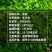 进口将军菊苣种子大叶菊苣多年生四季牧草种子猪牛羊鸡鸭鹅鱼