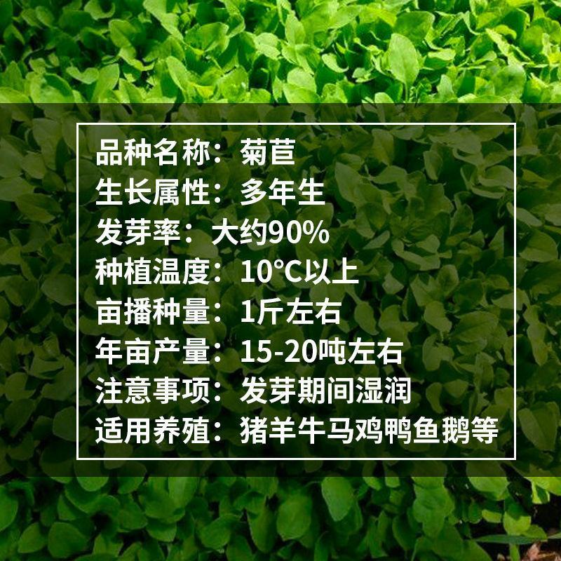 进口将军菊苣种子大叶菊苣多年生四季牧草种子猪牛羊鸡鸭鹅鱼
