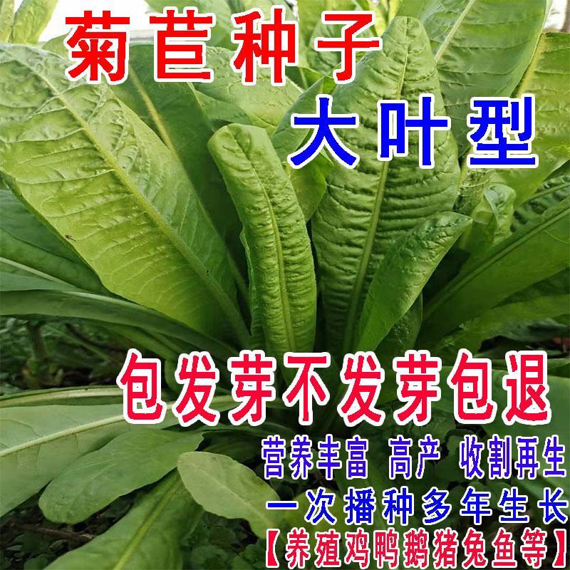 进口将军菊苣种子大叶菊苣多年生四季牧草种子猪牛羊鸡鸭鹅鱼