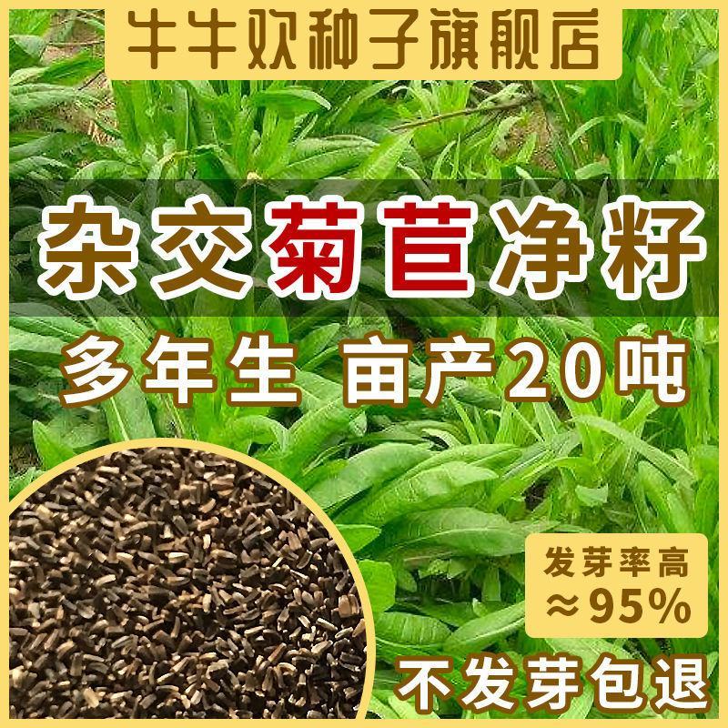 进口将军菊苣种子大叶菊苣多年生四季牧草种子猪牛羊鸡鸭鹅鱼