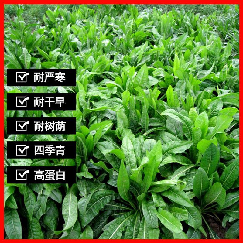 进口将军菊苣种子大叶菊苣多年生四季牧草种子猪牛羊鸡鸭鹅鱼