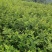 刺梨苗贵龙5号两年挂果裸根发货大量供应提供种植技术