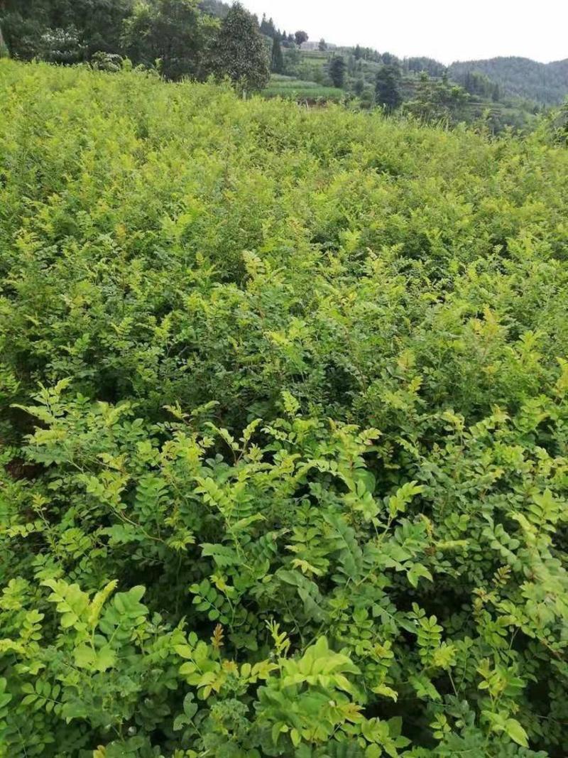 刺梨苗贵龙5号两年挂果裸根发货大量供应提供种植技术