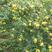 刺梨苗贵龙5号两年挂果裸根发货大量供应提供种植技术