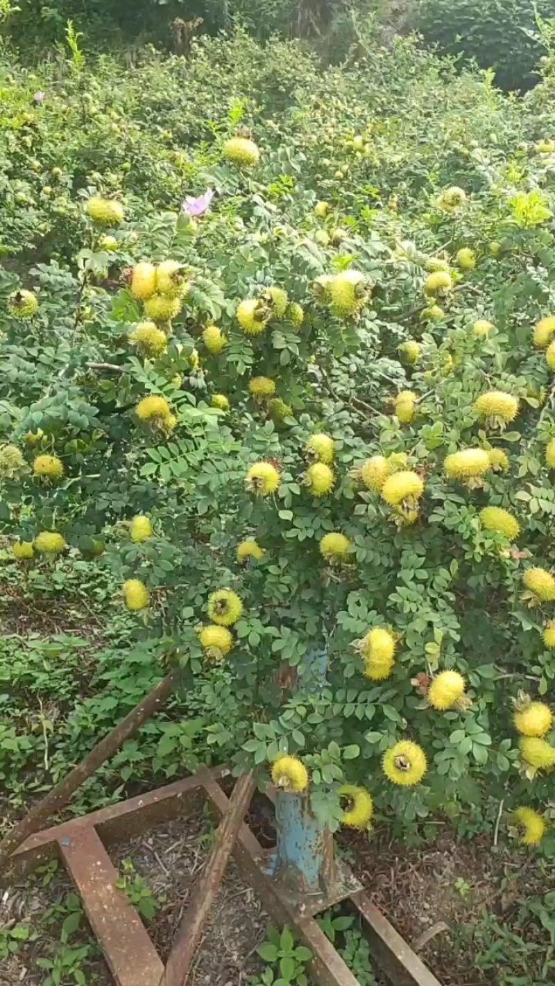 刺梨苗贵龙5号两年挂果裸根发货大量供应提供种植技术