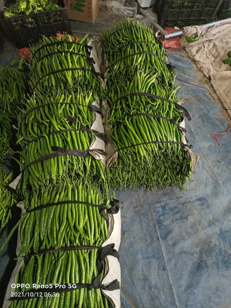临沂费县大量供应3号线椒，8号椒。上货量大。包装齐全。