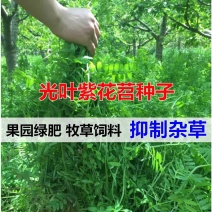 光叶紫花苕种苕子种毛苕子草籽绿肥种子绿肥种籽果园野豌豆草