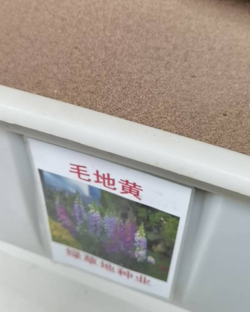 毛地黄种子混色四季易种趣味观赏盆栽花多年生花园花境花