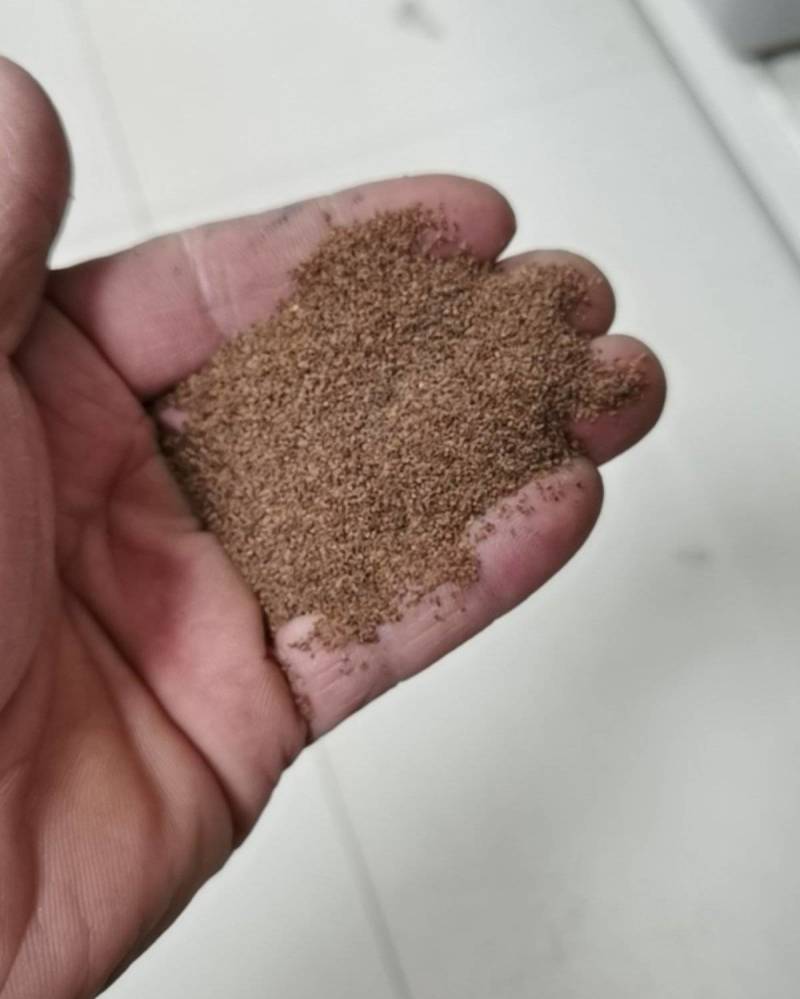 毛地黄种子混色四季易种趣味观赏盆栽花多年生花园花境花