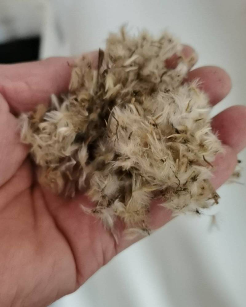 勋章菊种子四季花种子非洲太阳花菊花阳台庭院盆栽花卉种籽