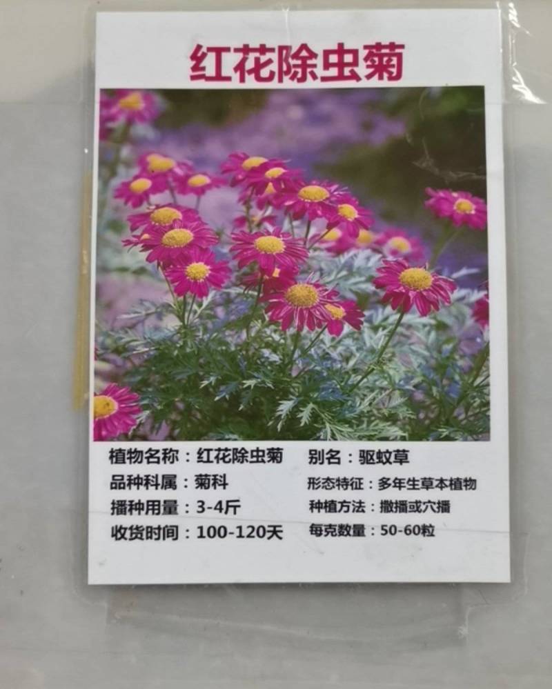 除虫菊种子驱蚊花草种子多年生四季易播阳台盆栽庭院花卉种子