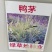 鸭茅种子耐阴耐热耐寒果园草种林间种草牛羊猪兔牧草种