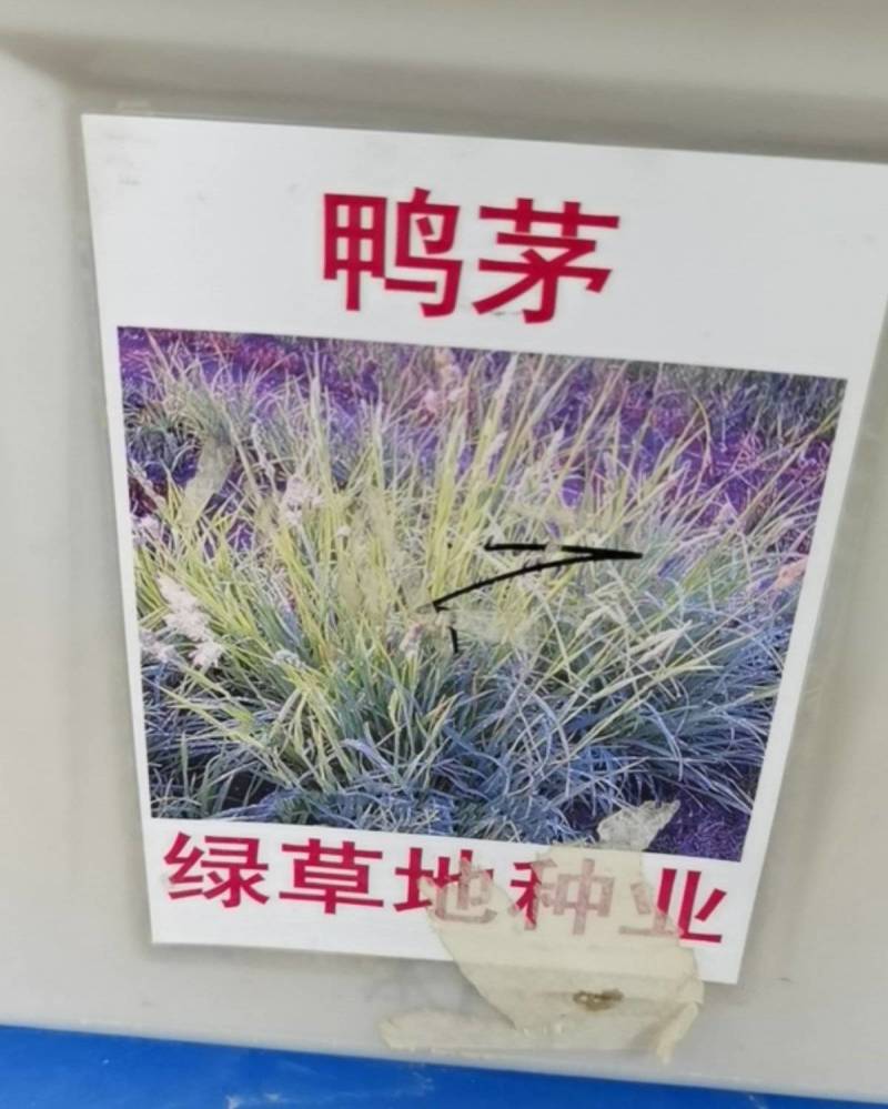 鸭茅种子耐阴耐热耐寒果园草种林间种草牛羊猪兔牧草种