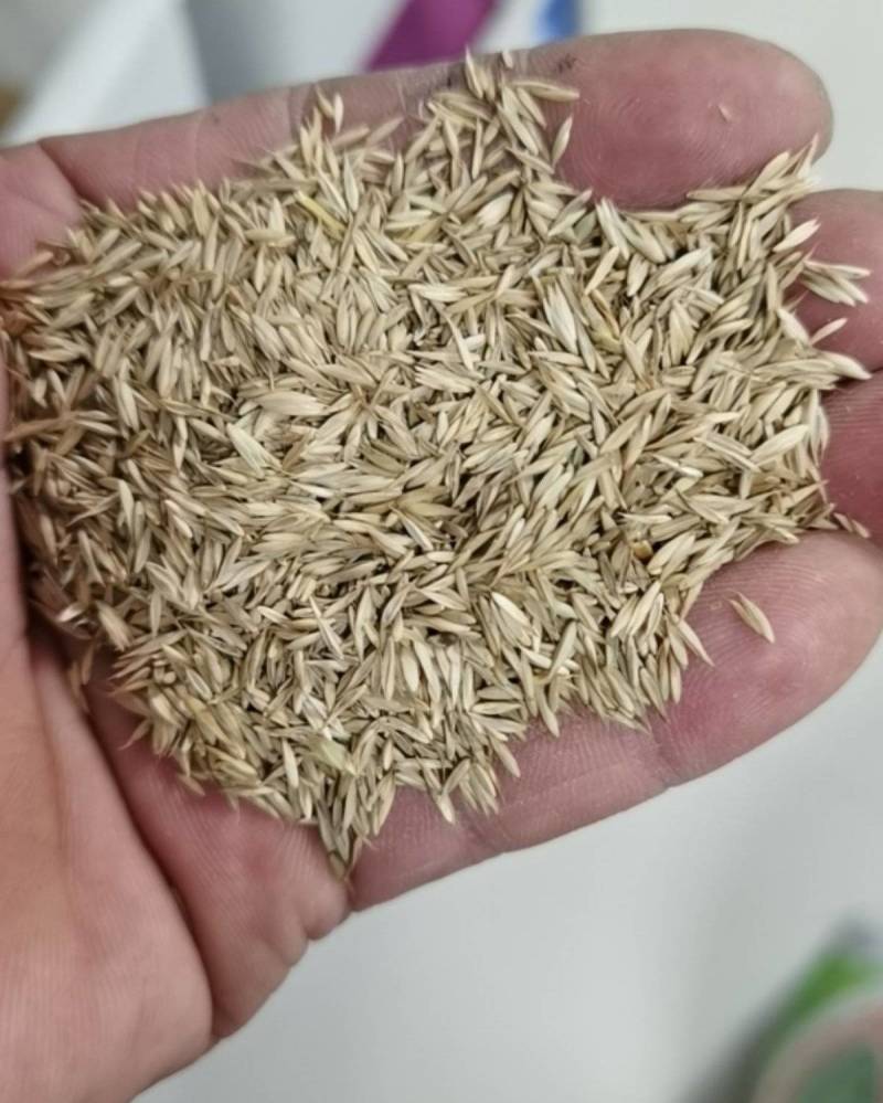 鸭茅种子耐阴耐热耐寒果园草种林间种草牛羊猪兔牧草种