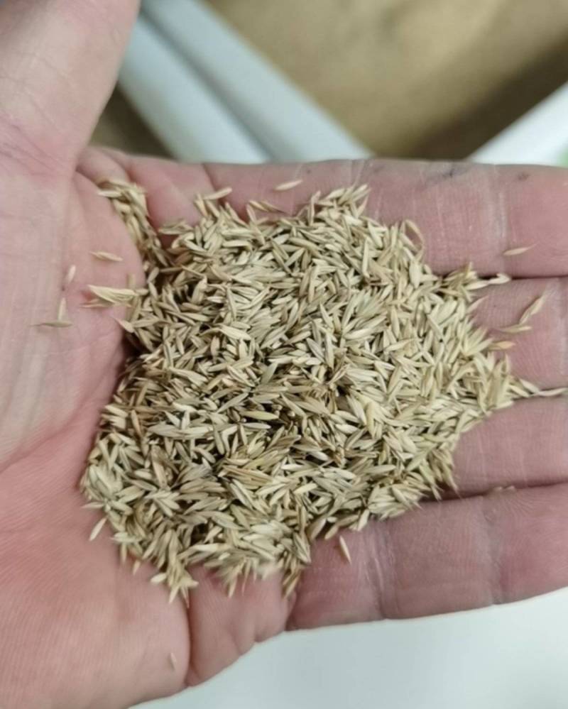 鸭茅种子耐阴耐热耐寒果园草种林间种草牛羊猪兔牧草种