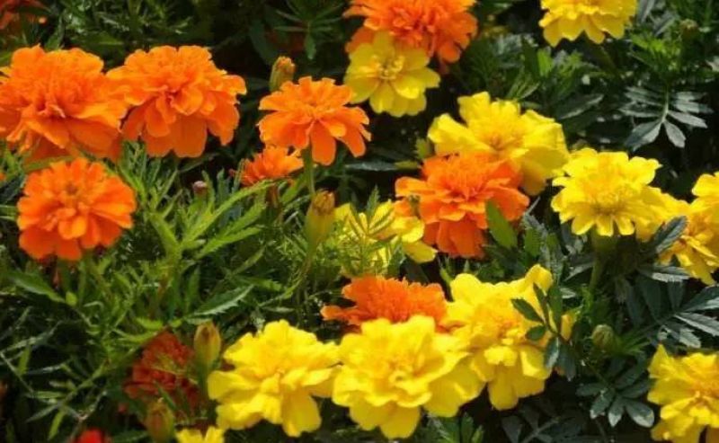 孔雀草种子混色重瓣花庭院室外景观花卉四季易种耐寒发芽率高