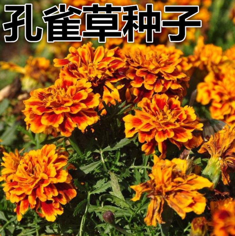 孔雀草种子混色重瓣花庭院室外景观花卉四季易种耐寒发芽率高