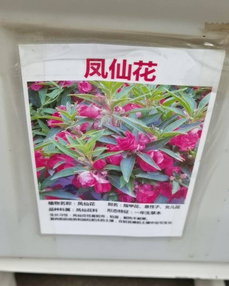 凤仙花种子籽四季庭院盆栽地栽凤仙透骨草指甲花急性子桃红金
