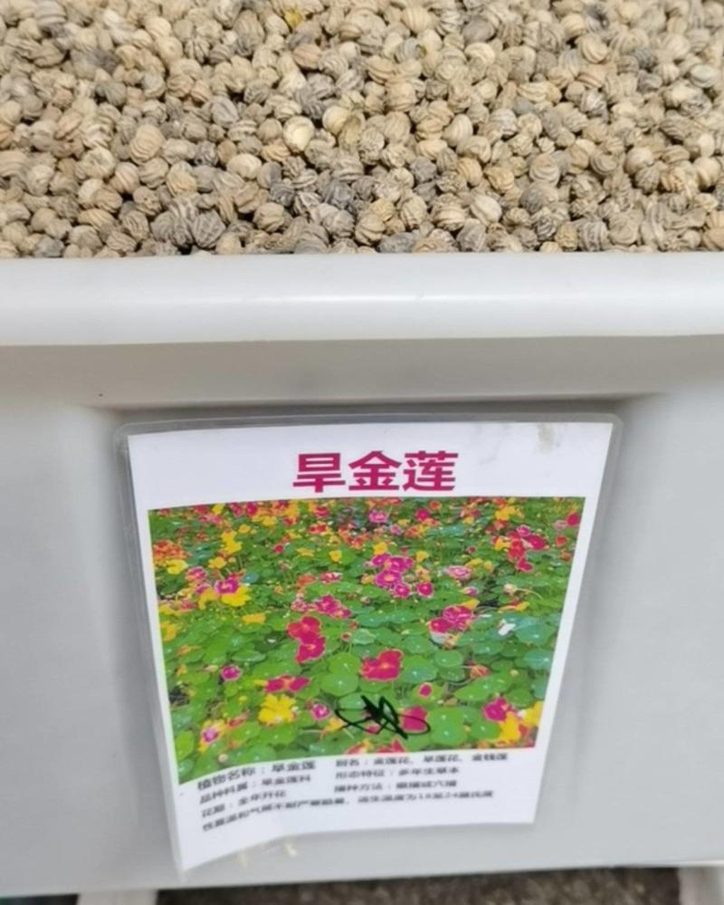 旱金莲种子花苗四季开花盆栽花草植物室内易活花卉好养室外花