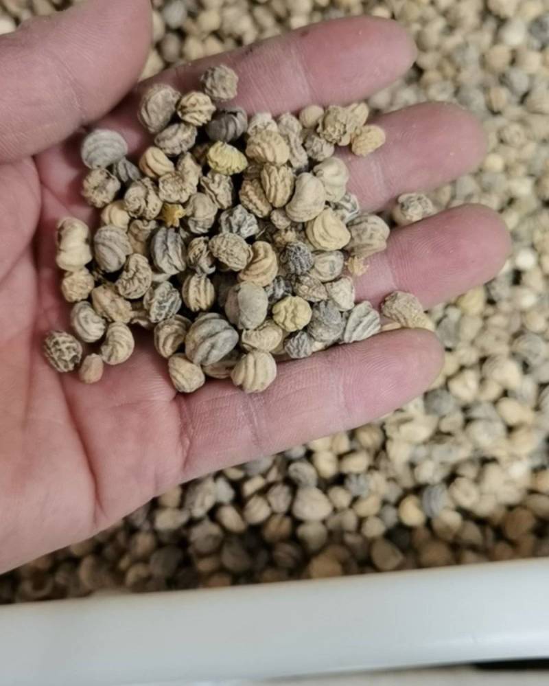 旱金莲种子花苗四季开花盆栽花草植物室内易活花卉好养室外花