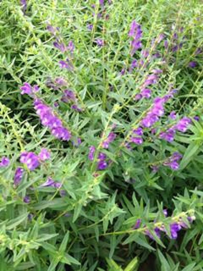 黄芩