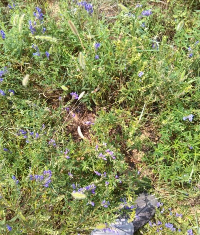 黄芩