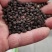 爬藤牵牛花种子大喇叭花卉种籽四季播种庭院阳台攀岩植物大花