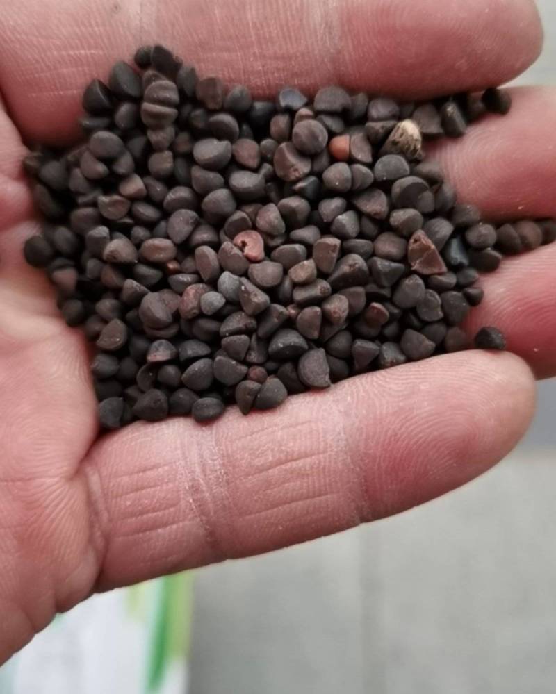 爬藤牵牛花种子大喇叭花卉种籽四季播种庭院阳台攀岩植物大花