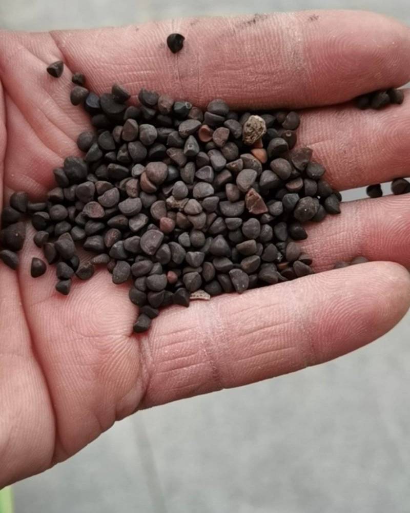 爬藤牵牛花种子大喇叭花卉种籽四季播种庭院阳台攀岩植物大花