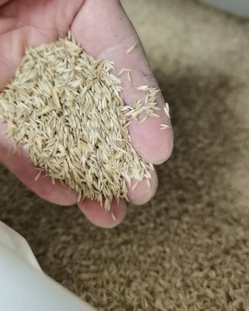 进口真鼠茅草种子正宗抑制杂草除果园绿肥耐寒性强秋播批发
