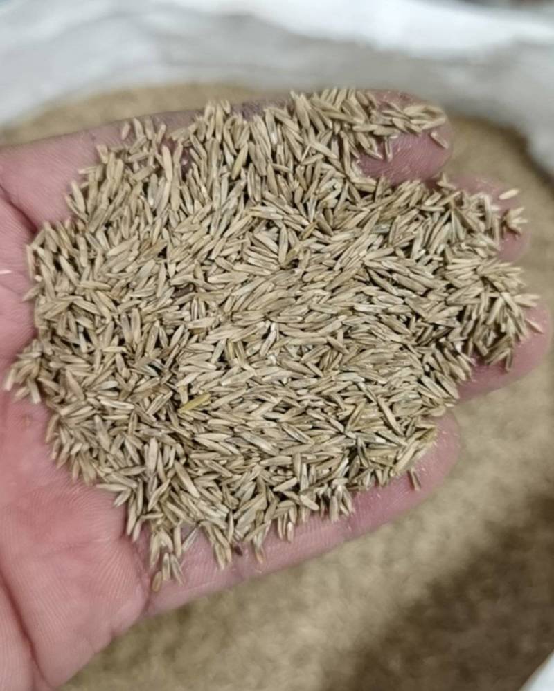 停车坪草籽草坪砖专用草皮种子不修剪低矮耐践踏草坪种子