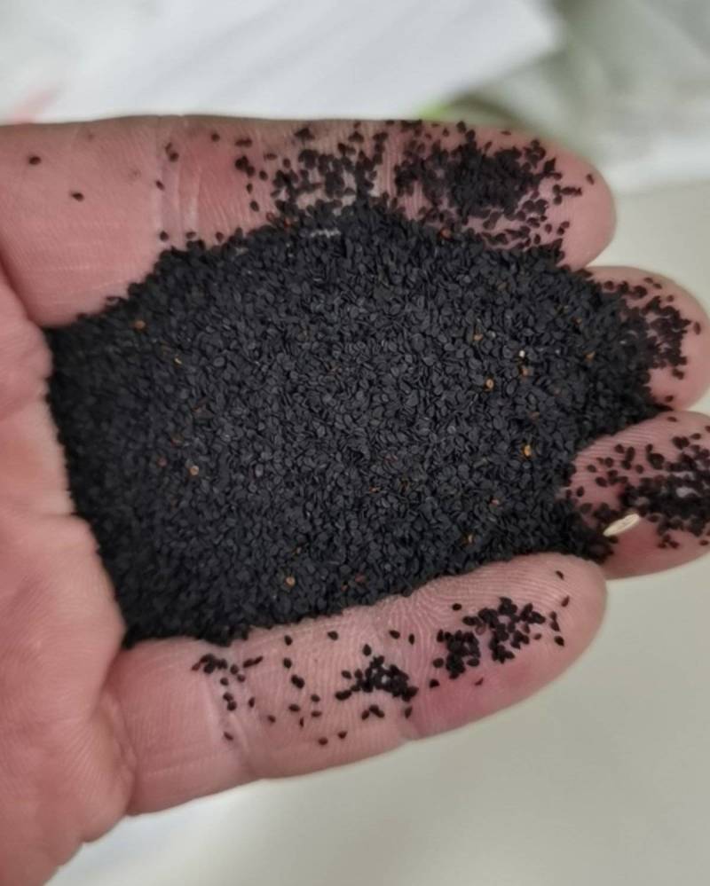 少女石竹耐寒多年生四季开花庭院种子路边美化五彩石竹