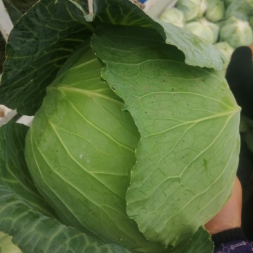 奥奇那扁包大量上市中，颜色绿，个头均匀，提供专业打包团队