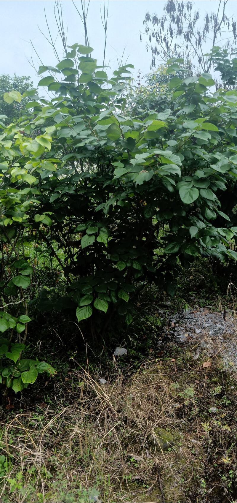 紫荆笼子