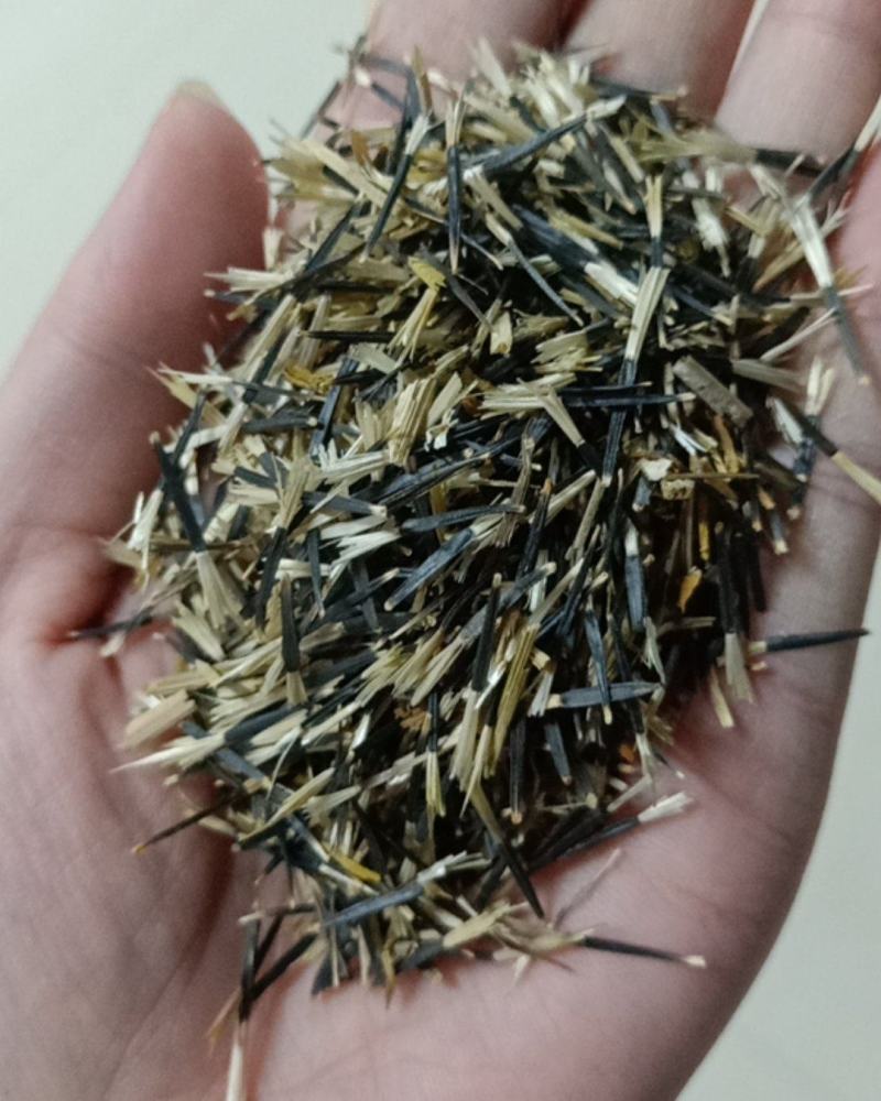 孔雀草种子混色重瓣花庭院室外景观花卉四季易种耐寒发芽率高