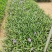 紫花芦莉翠芦莉高25到50厘米福建漳州苗木基地