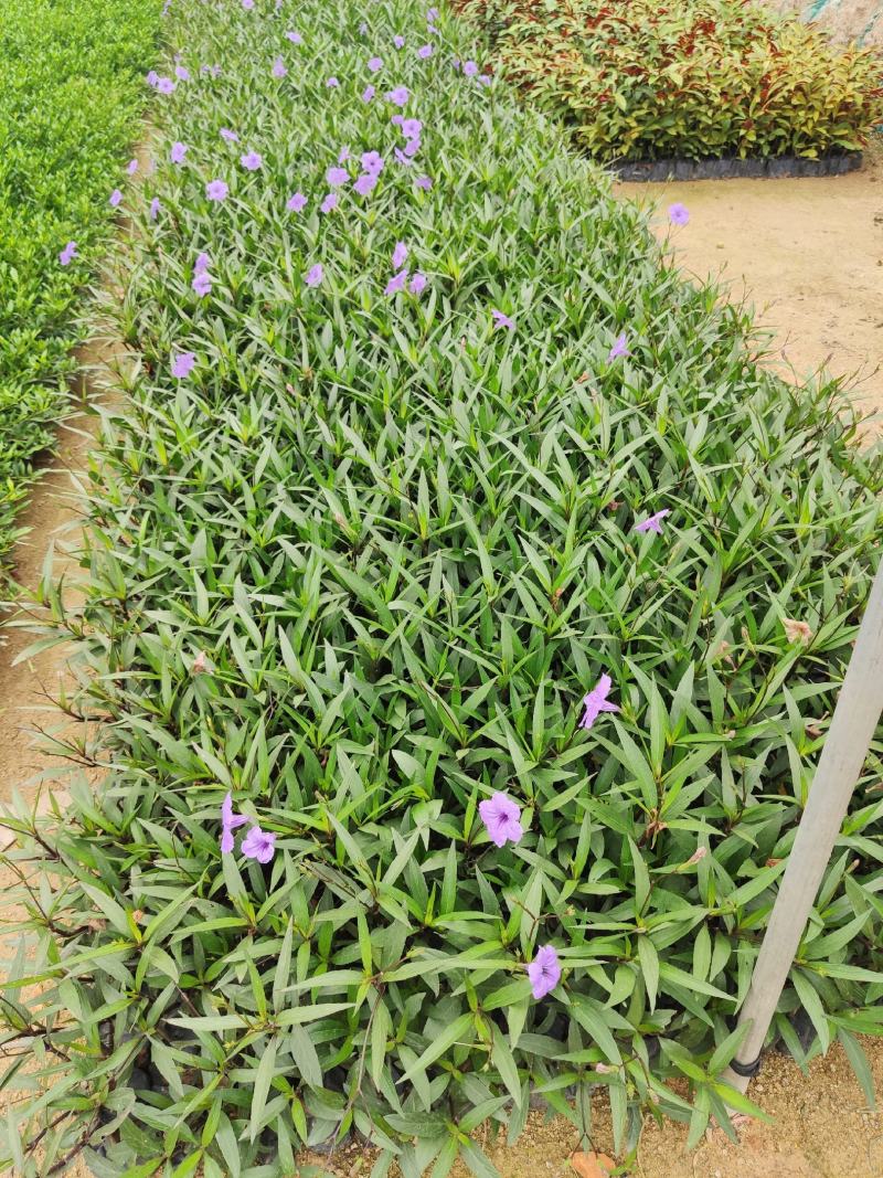 紫花芦莉翠芦莉高25到50厘米福建漳州苗木基地