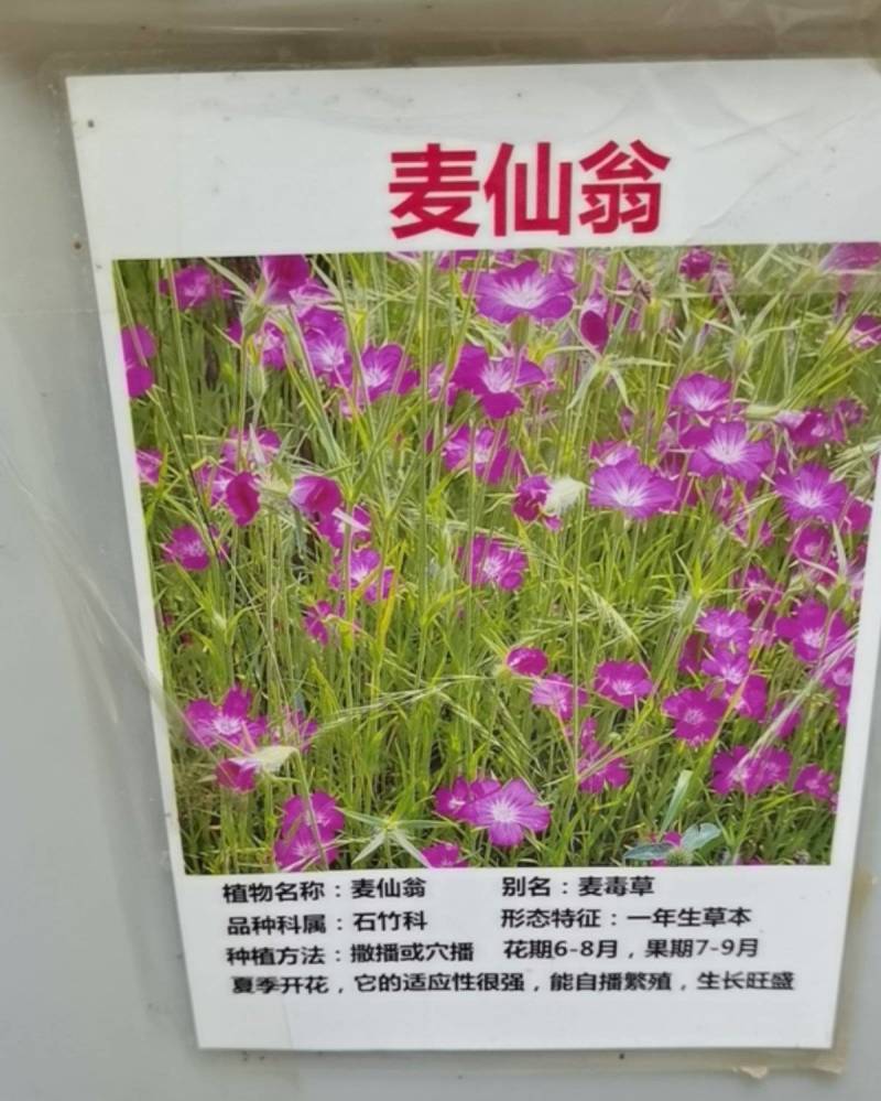 麦仙翁种子