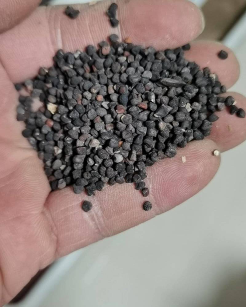 麦仙翁种子
