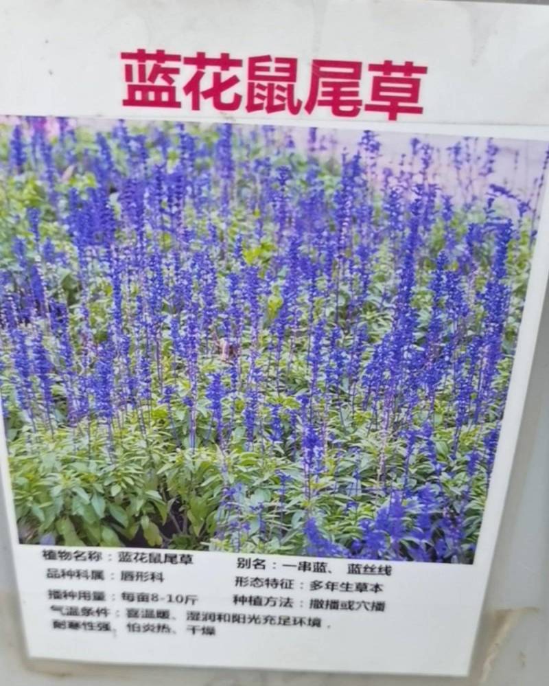 蓝花鼠尾草种子易活春秋播多年生花种庭院园林绿化四季景观花