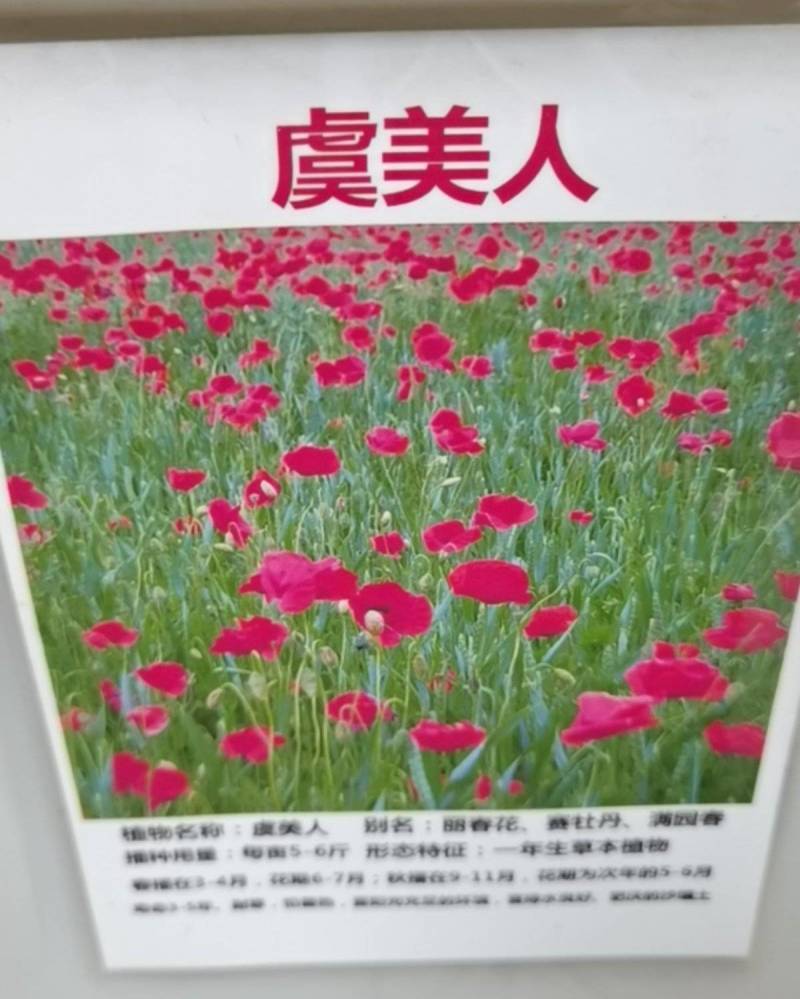 冰岛虞美人花种籽子冬季耐寒开花花种室外见土就活四季虞美人
